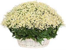 Цветочная композиция из Ромашки в корзине #REPLACE_PRED# Татарске
